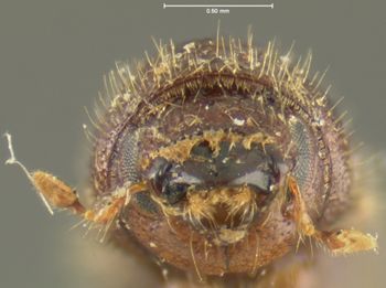 Media type: image;   Entomology 1017 Aspect: head frontal view